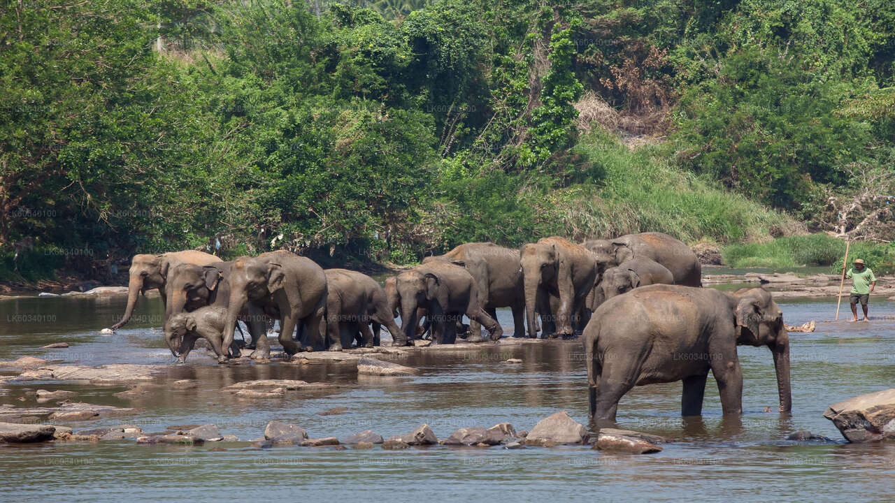 Pinnawala Elephant Orphanage from Panadura