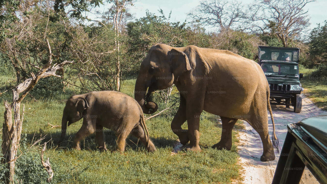 Yala National Park Safari from Unawatuna