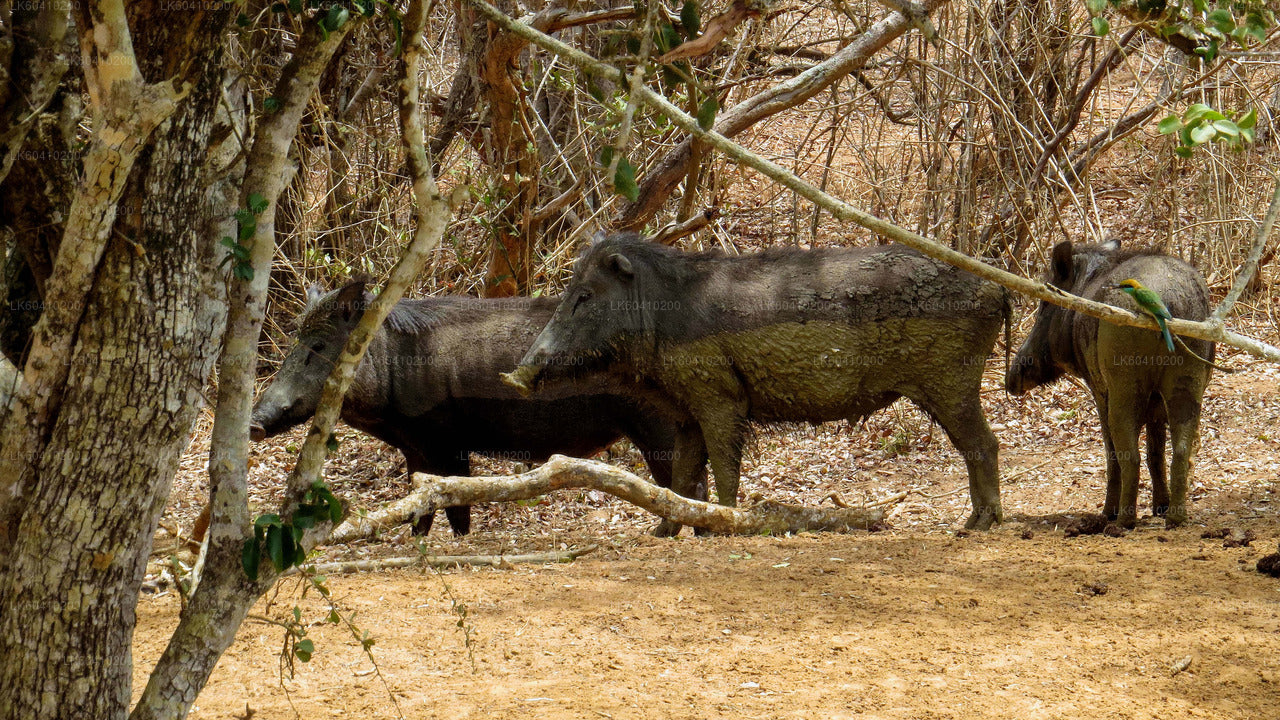 Yala National Park Safari from Unawatuna