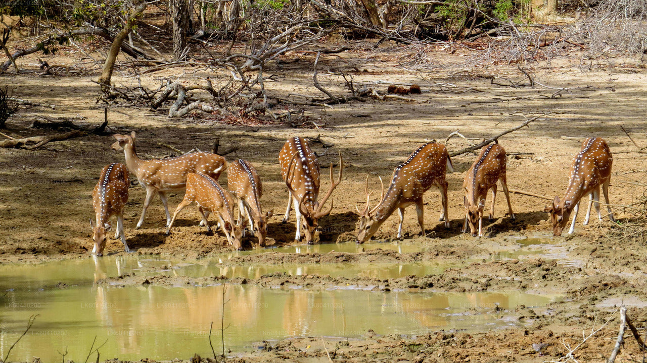 Yala National Park Safari from Unawatuna