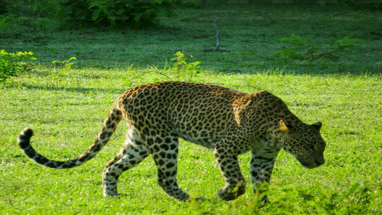 Yala National Park Safari from Unawatuna