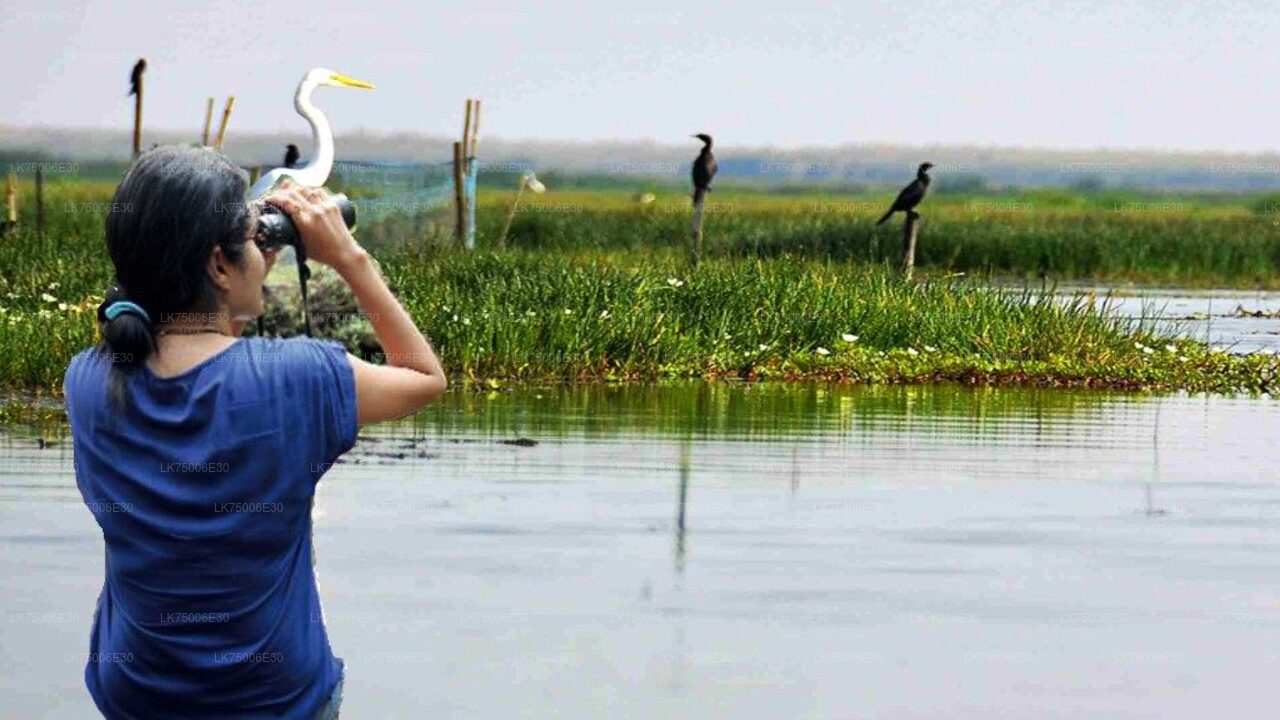 Birdwatching Boat Ride at Kalametiya Sanctuary from Tangalle