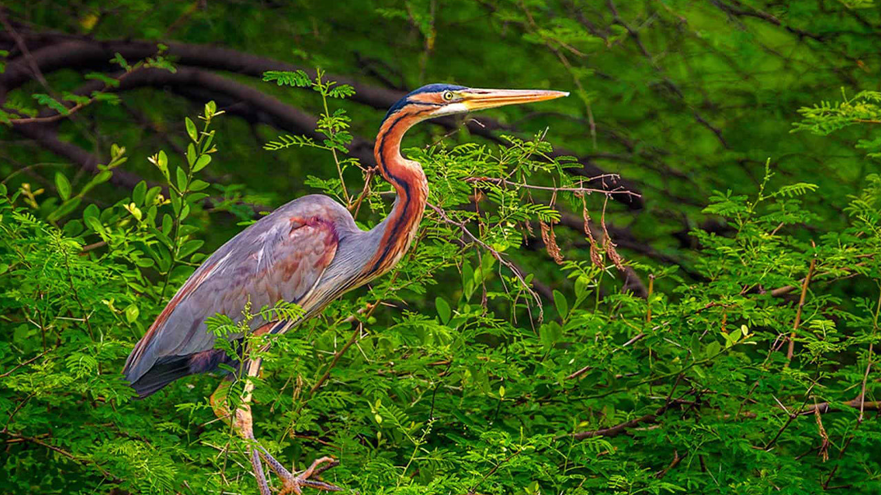 Birdwatching Boat Ride at Kalametiya Sanctuary from Tangalle