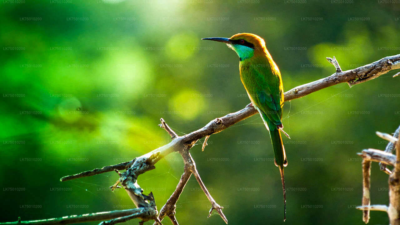 Bird Watching Boat Ride at Muthurajawela Marsh from Colombo Seaport