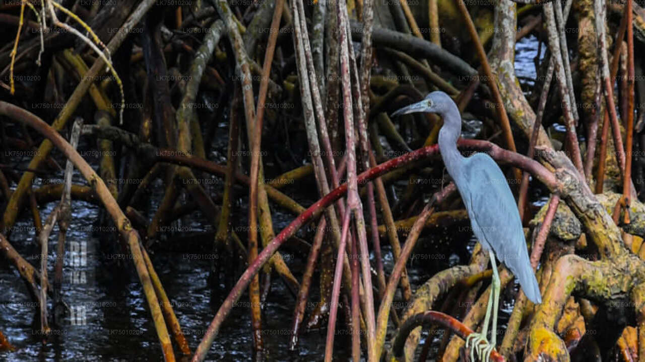 Bird Watching Boat Ride at Muthurajawela Marsh from Colombo Seaport