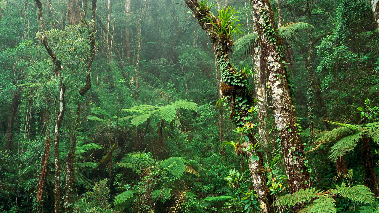 Birdwatching Trek in Sinharaja Rainforest from Colombo