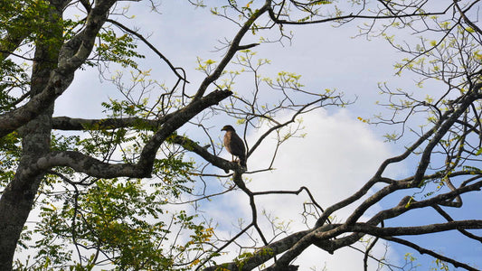 从卡尔皮蒂亚到阿纳维伦达瓦保护区观鸟