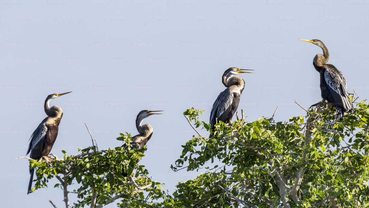 库马纳国家公园的观鸟野生动物园