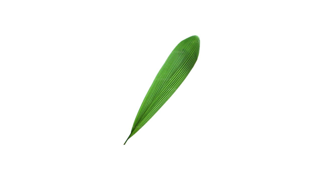 Lakpura Whaleback (20 Leaves) Medium